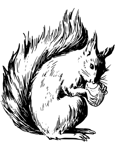 Squirrel Eating Nuts Coloring Page